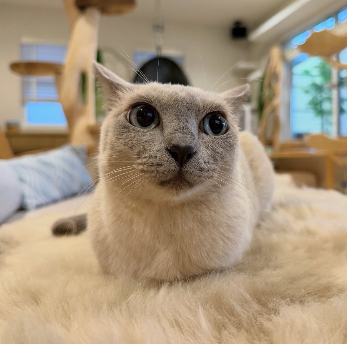 An innocent looking cat.